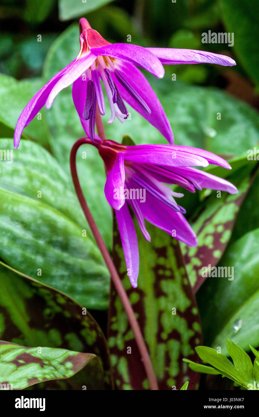 Erythronium dens-canis, dog's-tooth-violet or dogtooth violet leaves Stock Photo