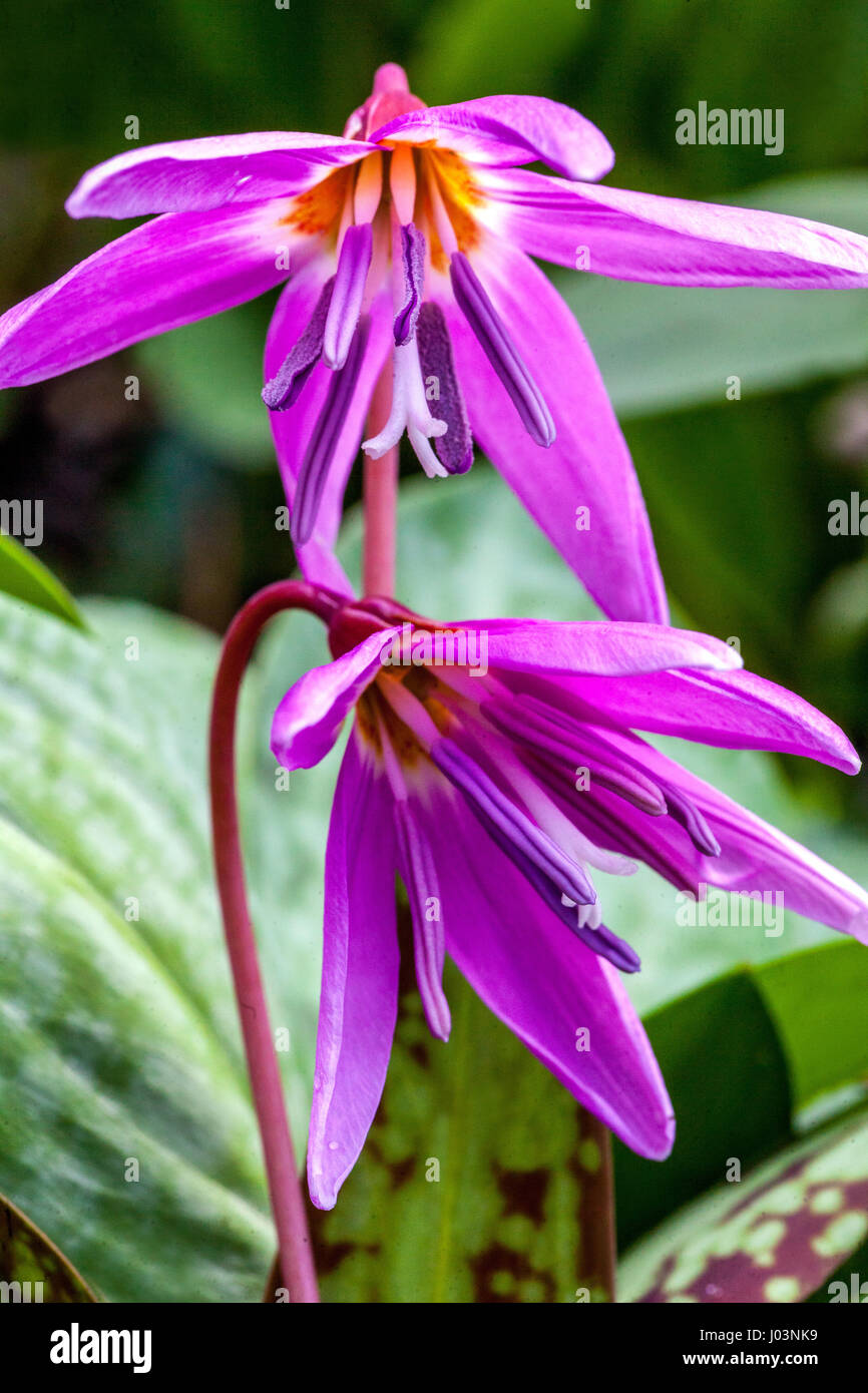 Erythronium dens-canis dogtooth violet Stock Photo