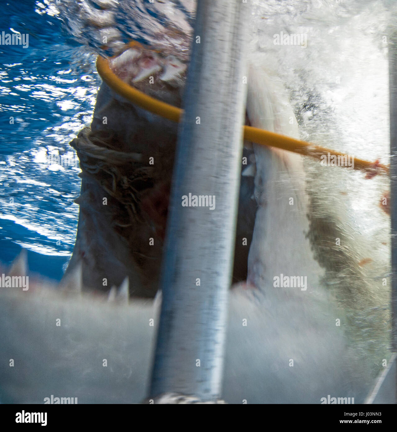 The air supply tube snagged on a shark's tooth. GUADALUPE, MEXICO: TERRIFYING close-up images of a deadly fifteen-foot long Great White Shark biting into one shocked diver’s air supply have been captured. The series of spectacular pictures show the 1,500-pound predator as it approached the diver’s cage in pursuit of a piece of bait that had floated near the air supply, before accidently chomping its sharp teeth down onto the air hose to gobble up the bait. The shots were taken by extreme underwater photographer, Chris Gillette (29) from Fort Lauderdale, USA in Guadalupe, Mexico. Chris managed  Stock Photo