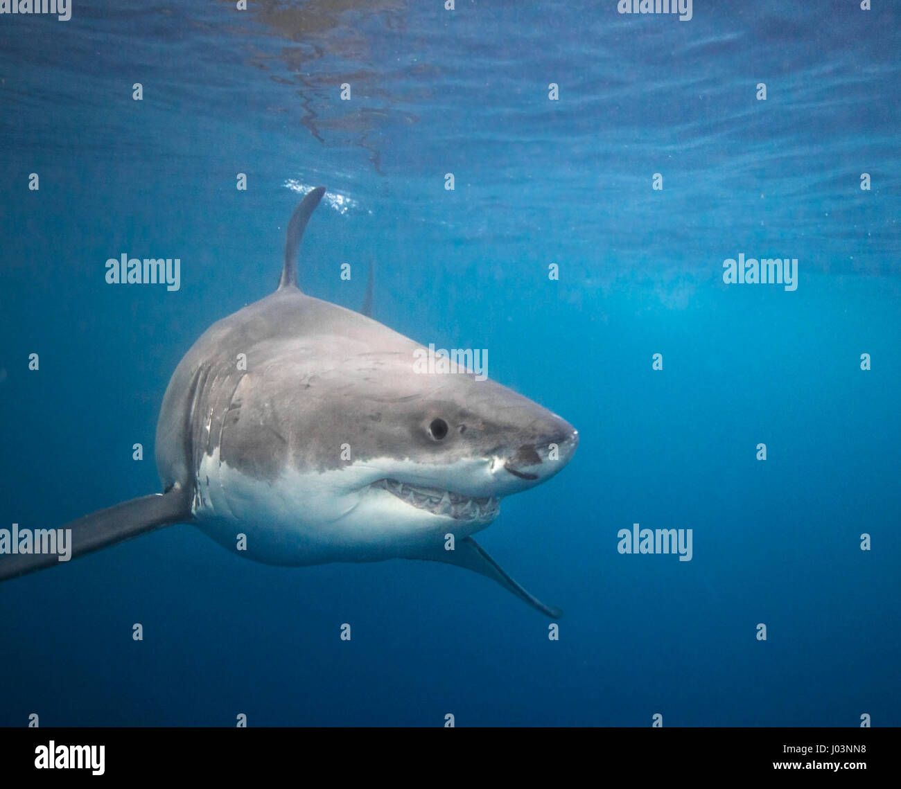 GUADALUPE, MEXICO: TERRIFYING close-up images of a deadly fifteen-foot long Great White Shark biting into one shocked diver’s air supply have been captured. The series of spectacular pictures show the 1,500-pound predator as it approached the diver’s cage in pursuit of a piece of bait that had floated near the air supply, before accidently chomping its sharp teeth down onto the air hose to gobble up the bait. The shots were taken by extreme underwater photographer, Chris Gillette (29) from Fort Lauderdale, USA in Guadalupe, Mexico. Chris managed to take the photos using a Canon 70D camera equi Stock Photo
