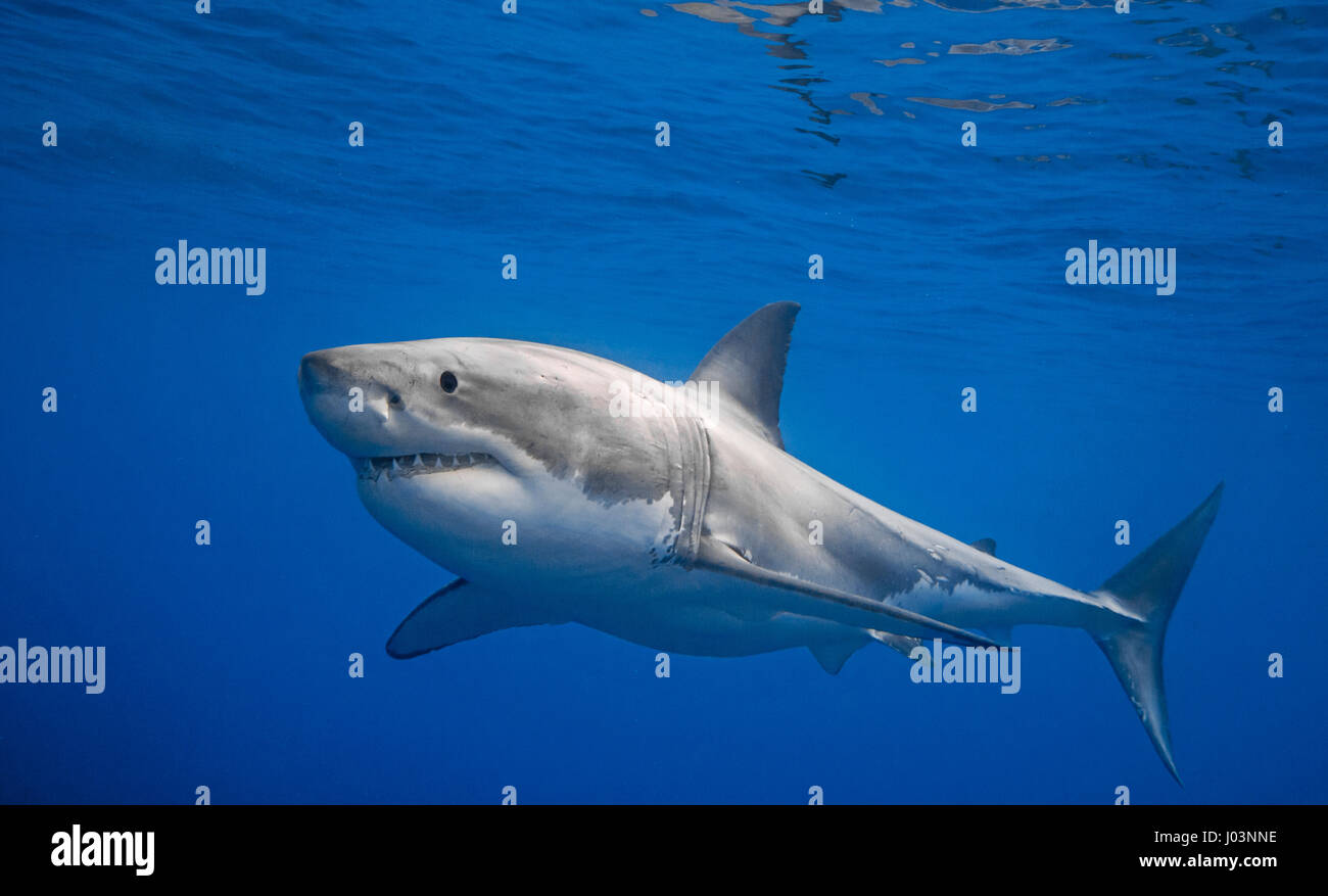 GUADALUPE, MEXICO: TERRIFYING close-up images of a deadly fifteen-foot long Great White Shark biting into one shocked diver’s air supply have been captured. The series of spectacular pictures show the 1,500-pound predator as it approached the diver’s cage in pursuit of a piece of bait that had floated near the air supply, before accidently chomping its sharp teeth down onto the air hose to gobble up the bait. The shots were taken by extreme underwater photographer, Chris Gillette (29) from Fort Lauderdale, USA in Guadalupe, Mexico. Chris managed to take the photos using a Canon 70D camera equi Stock Photo