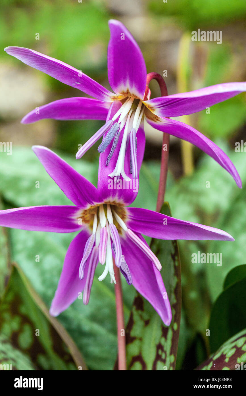 Erythronium dens-canis, dog's-tooth-violet or dogtooth violet Stock Photo