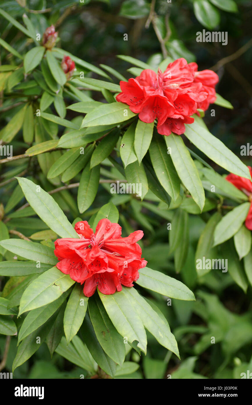 Rhododendron matador hi-res stock photography and images - Alamy