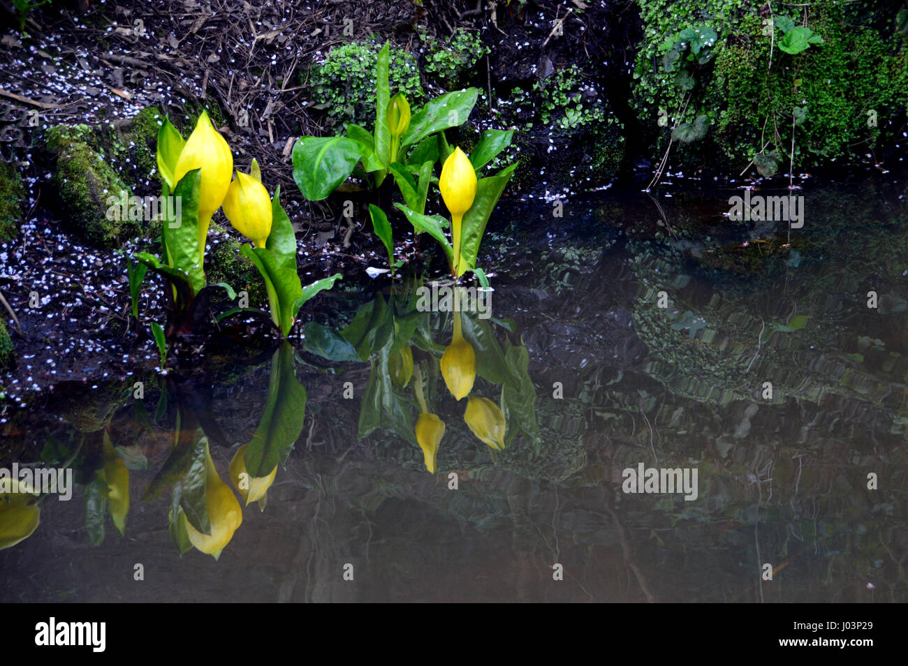 Refletions of Swamp Cabbage or Yellow skunk Cabbage (Lysichiton americanus or Lysichiton