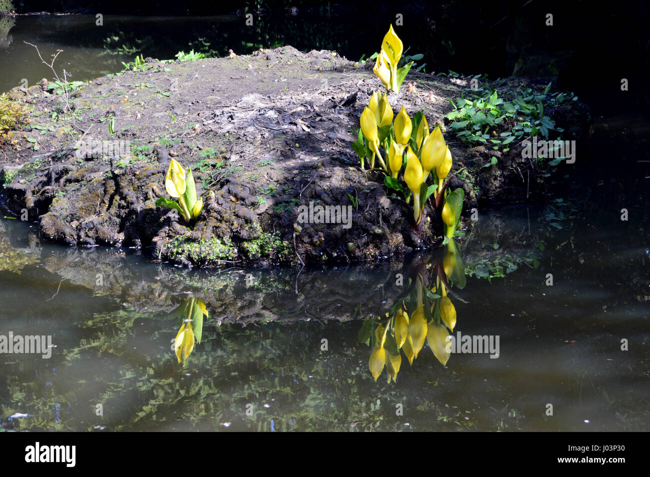 Swamp cabbage hires stock photography and images Alamy