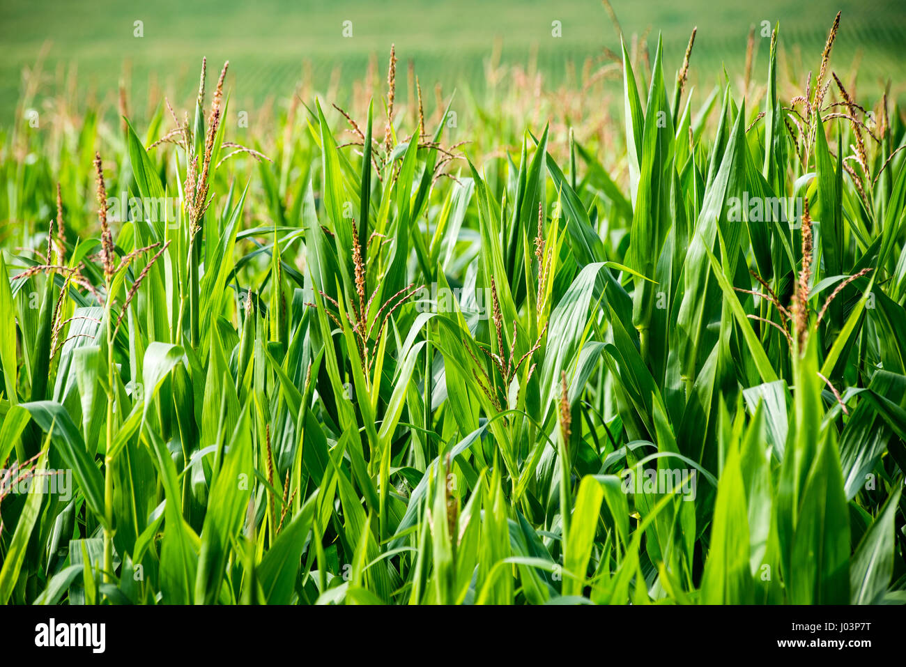 Cultivated field corn in bright summer day in countryside Stock Photo ...