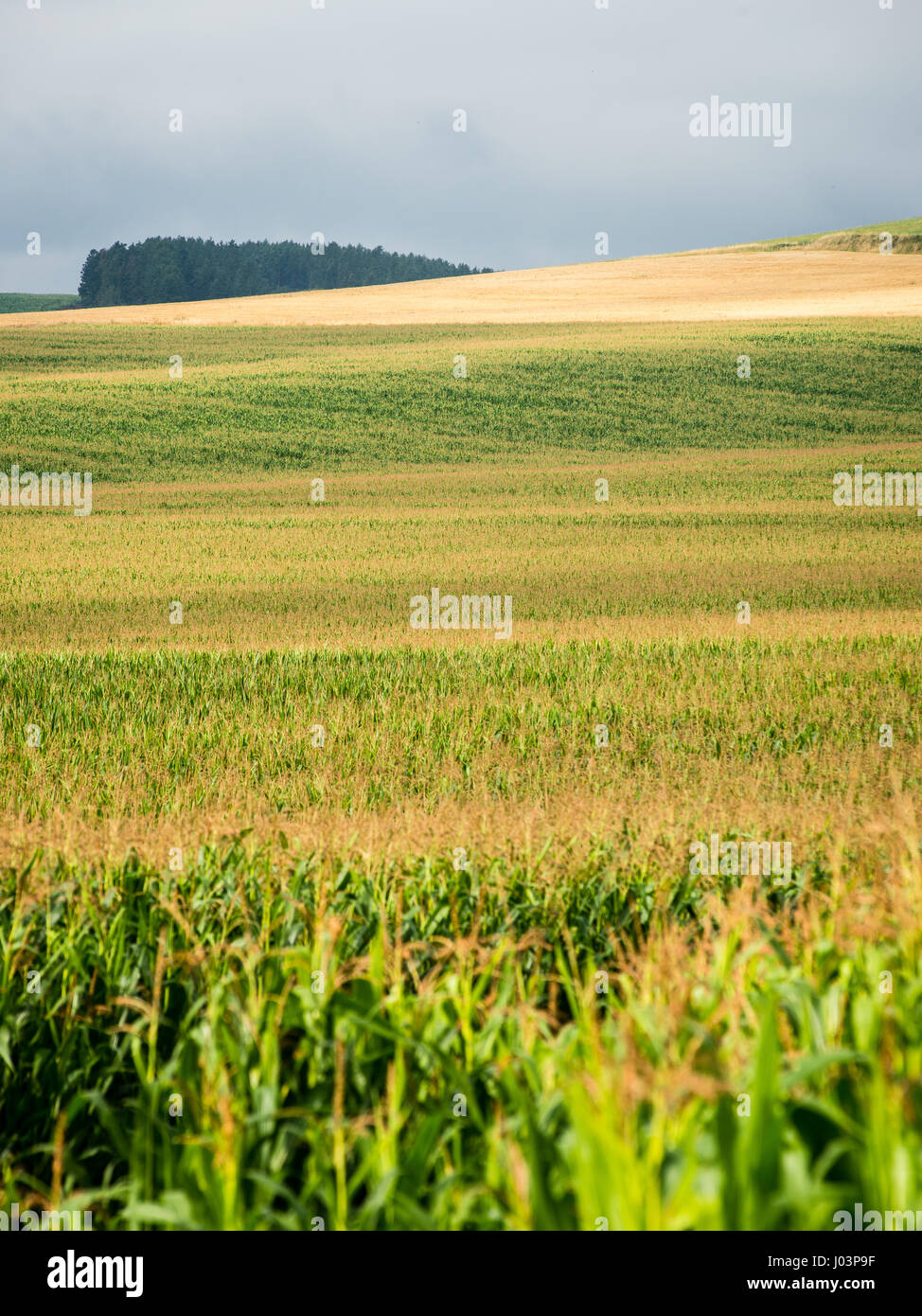 Cultivated field corn in bright summer day in countryside Stock Photo ...
