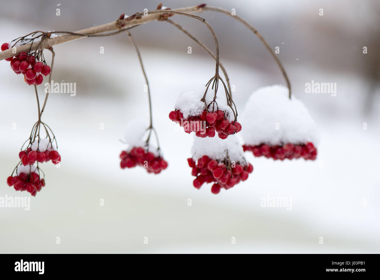 red berries in the snow with frost and blur background Stock Photo - Alamy