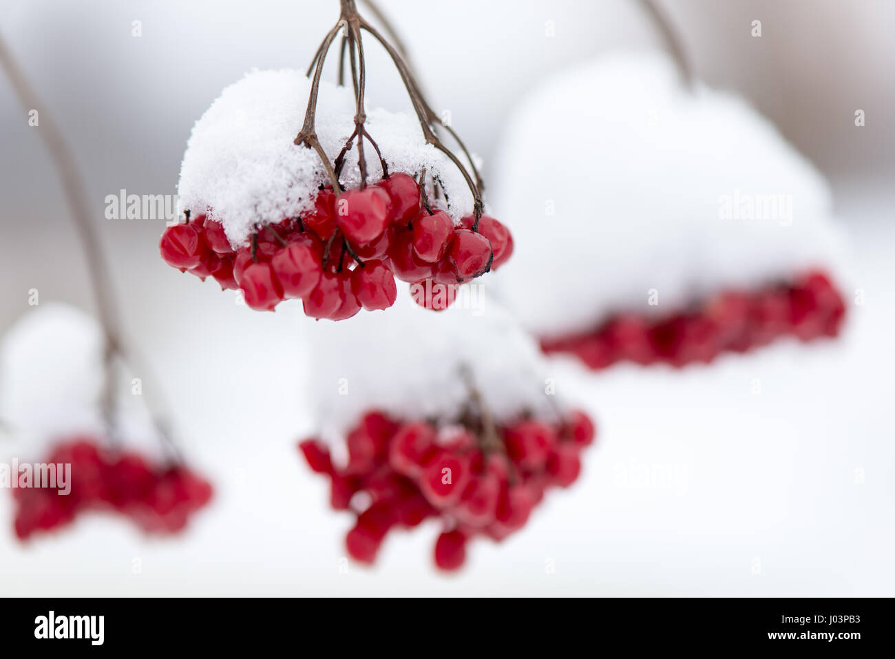 red berries in the snow with frost and blur background Stock Photo - Alamy