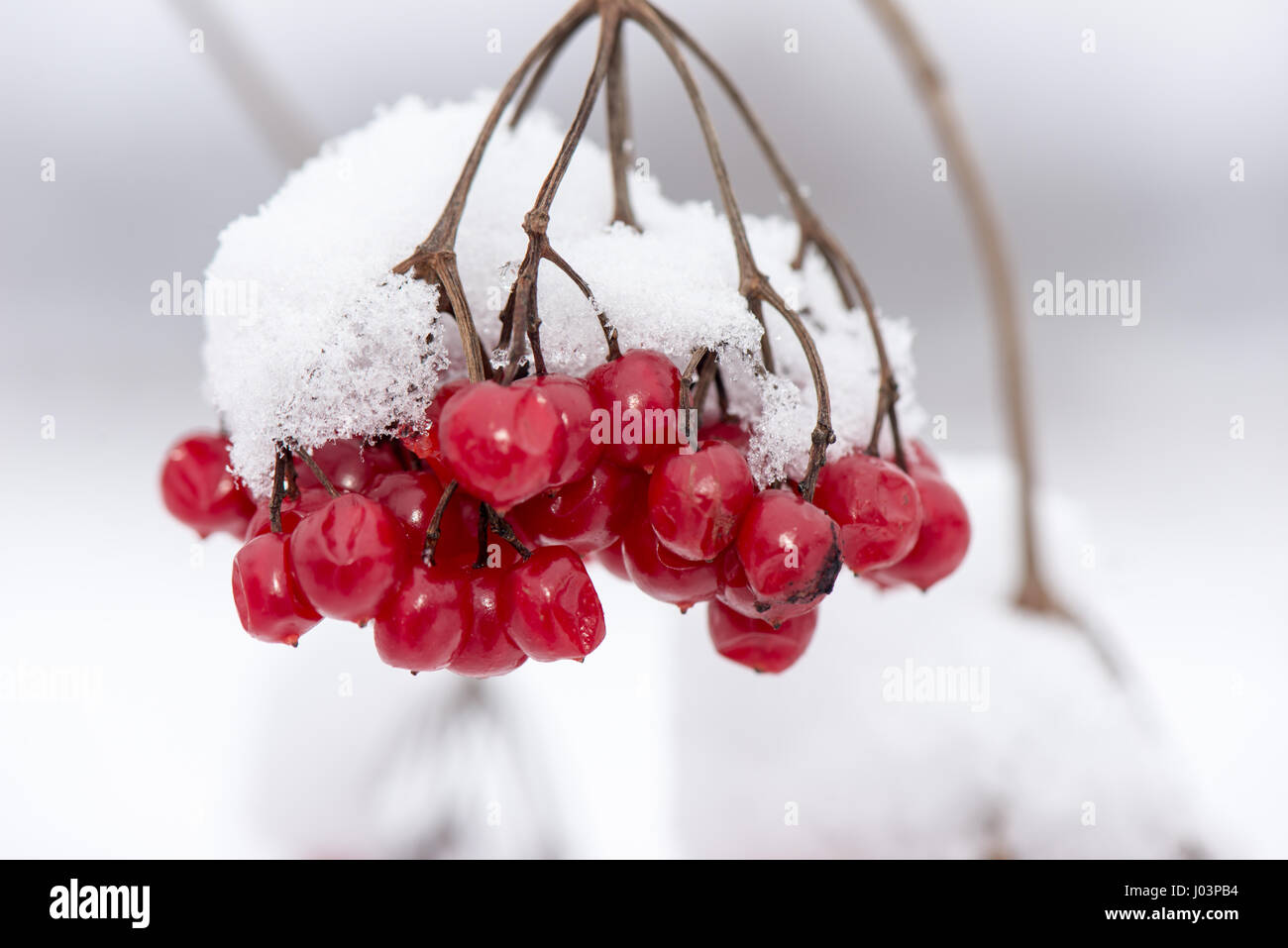 red berries in the snow with frost and blur background Stock Photo - Alamy