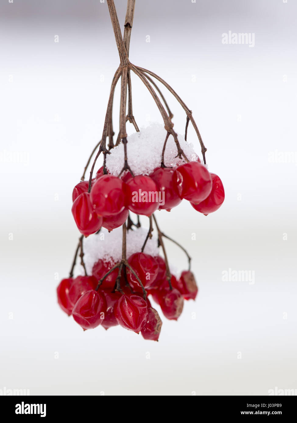 red berries in the snow with frost and blur background Stock Photo - Alamy