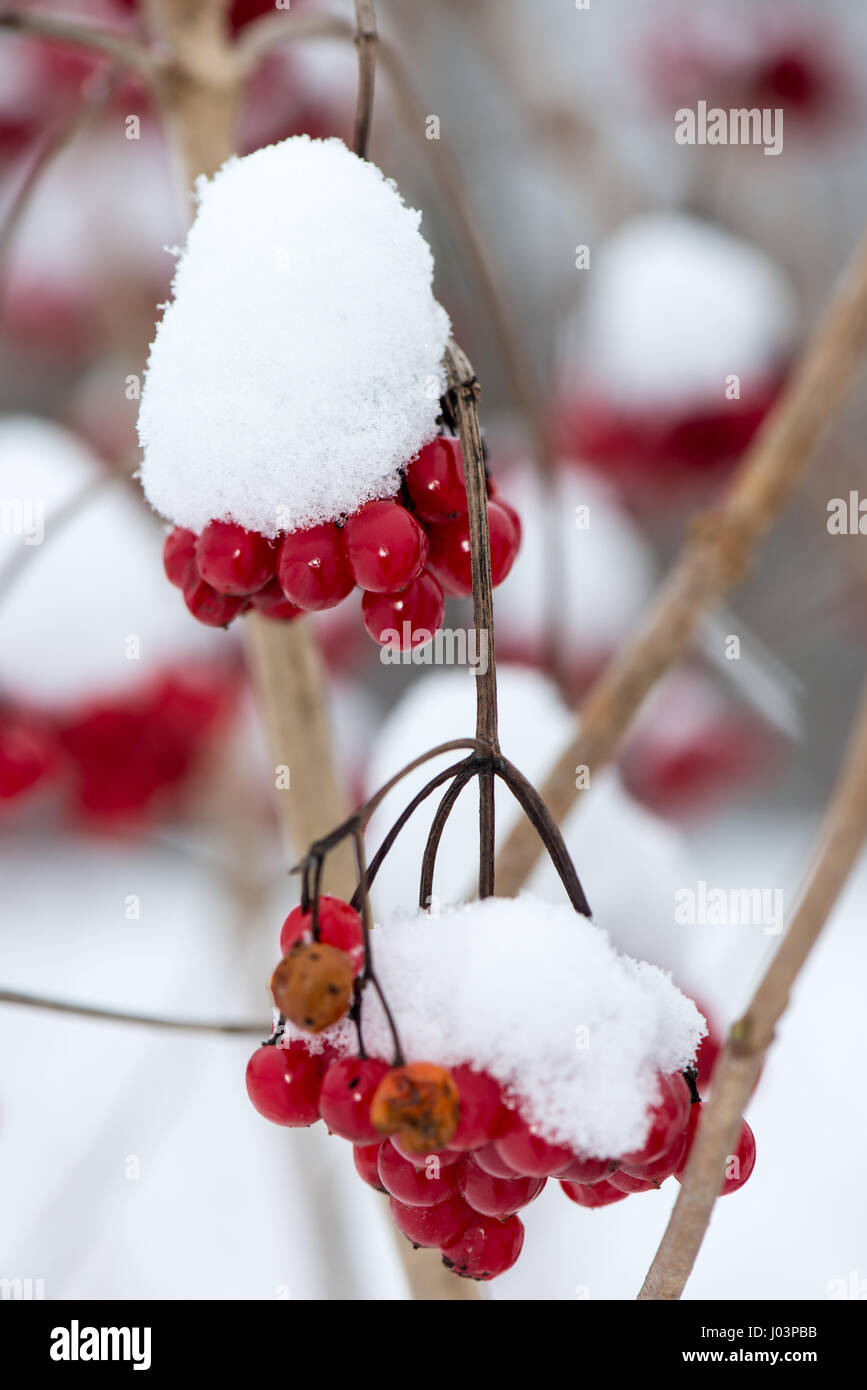 red berries in the snow with frost and blur background Stock Photo Alamy