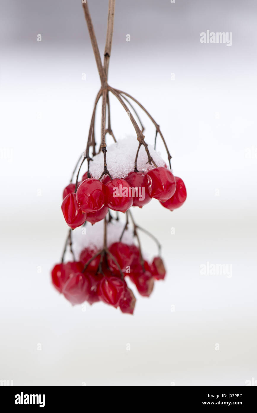 red berries in the snow with frost and blur background Stock Photo - Alamy