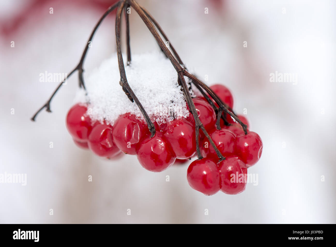 red berries in the snow with frost and blur background Stock Photo - Alamy