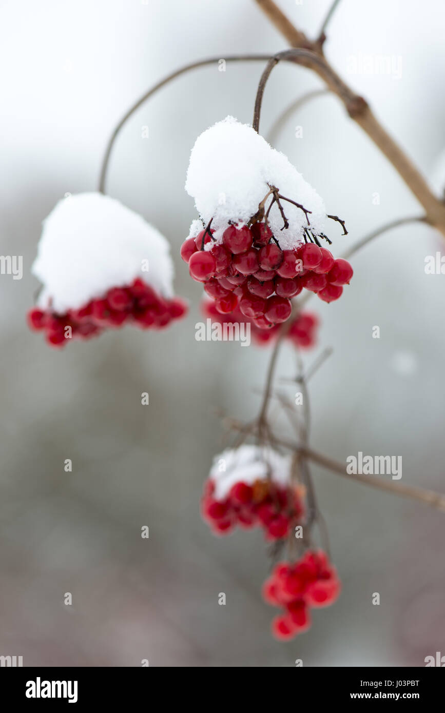 red berries in the snow with frost and blur background Stock Photo - Alamy