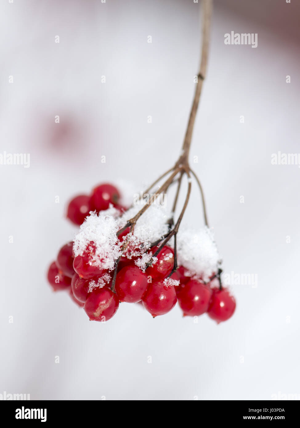 red berries in the snow with frost and blur background Stock Photo Alamy