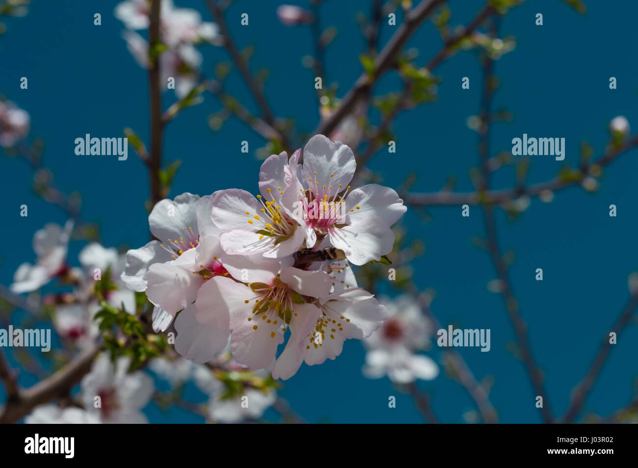 Beautiful cherry blossom sakura in springtime over blue sky Stock Photo