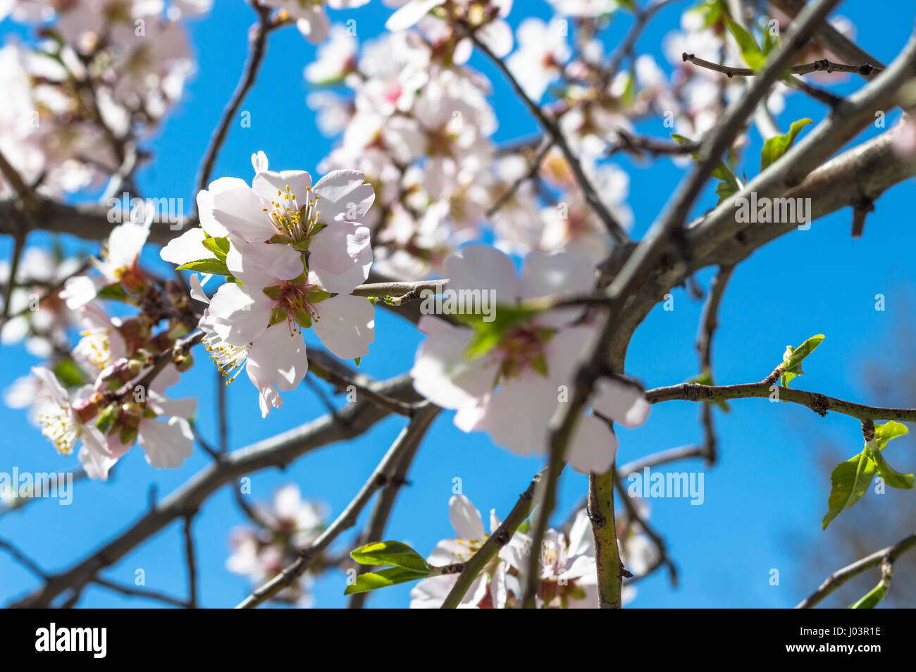 Beautiful cherry blossom sakura in springtime over blue sky Stock Photo ...