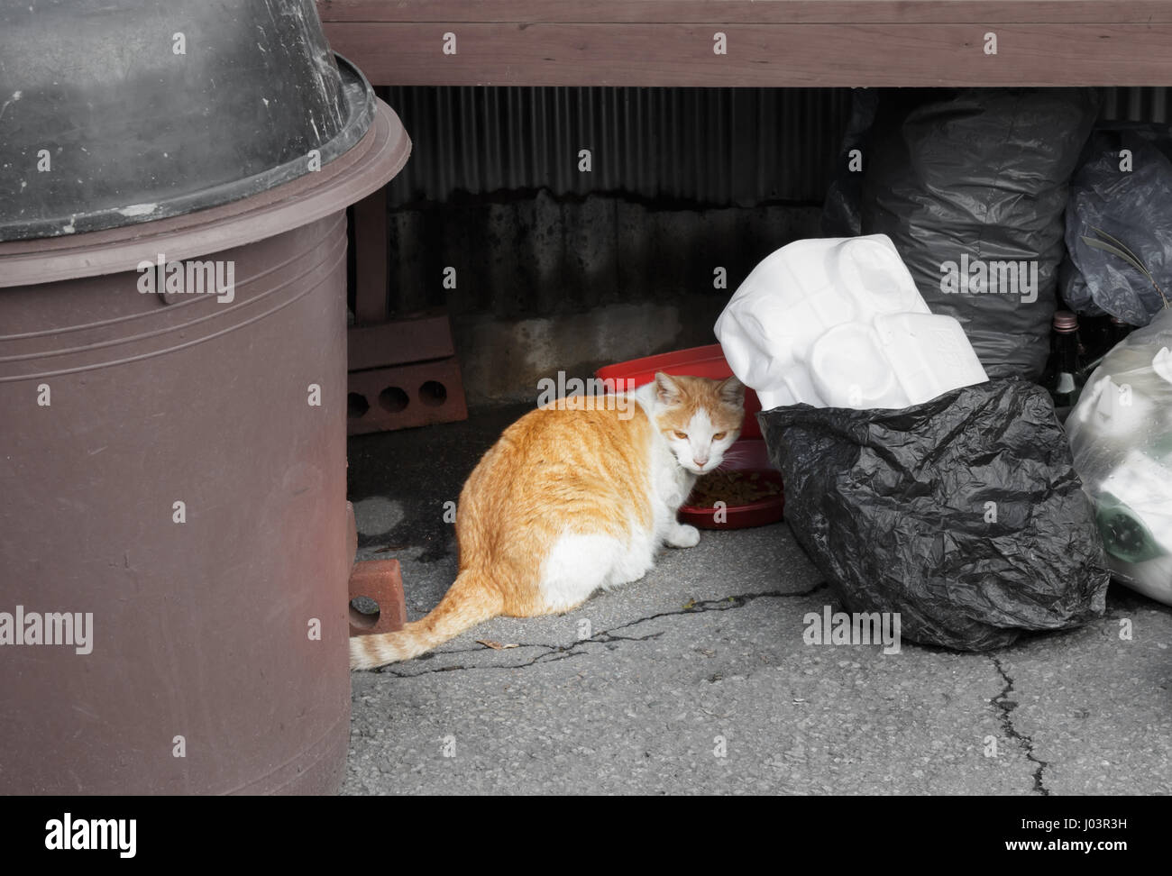 alley cat eating breakfast in the garbage Stock Photo Alamy