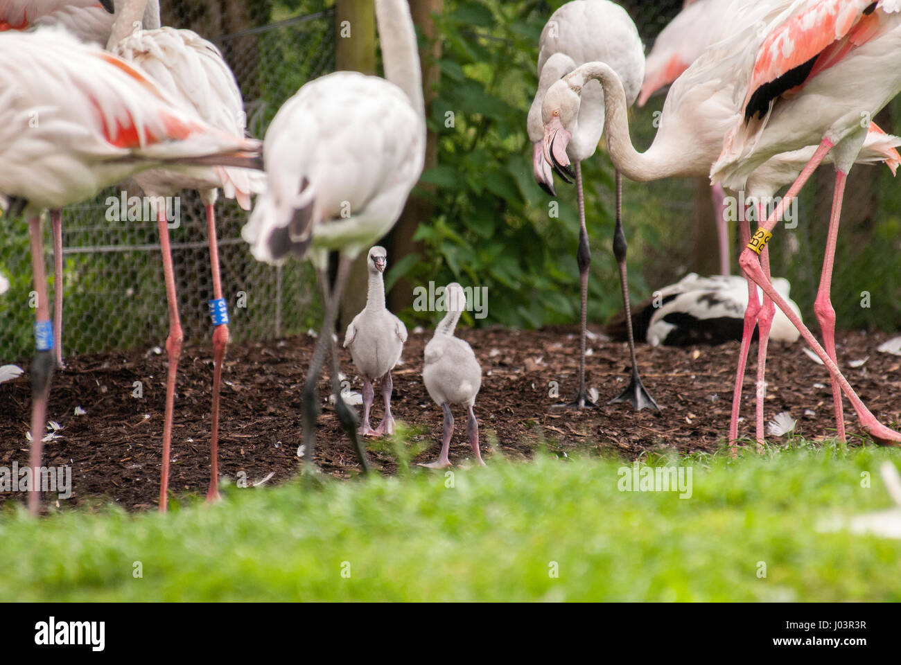Flamingoes and flamingo chicks. Stock Photo