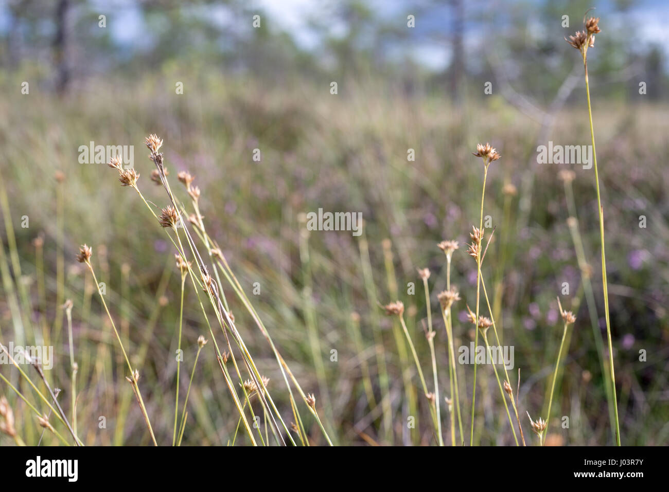 closeup of beautiful green grass with blur background Stock Photo - Alamy