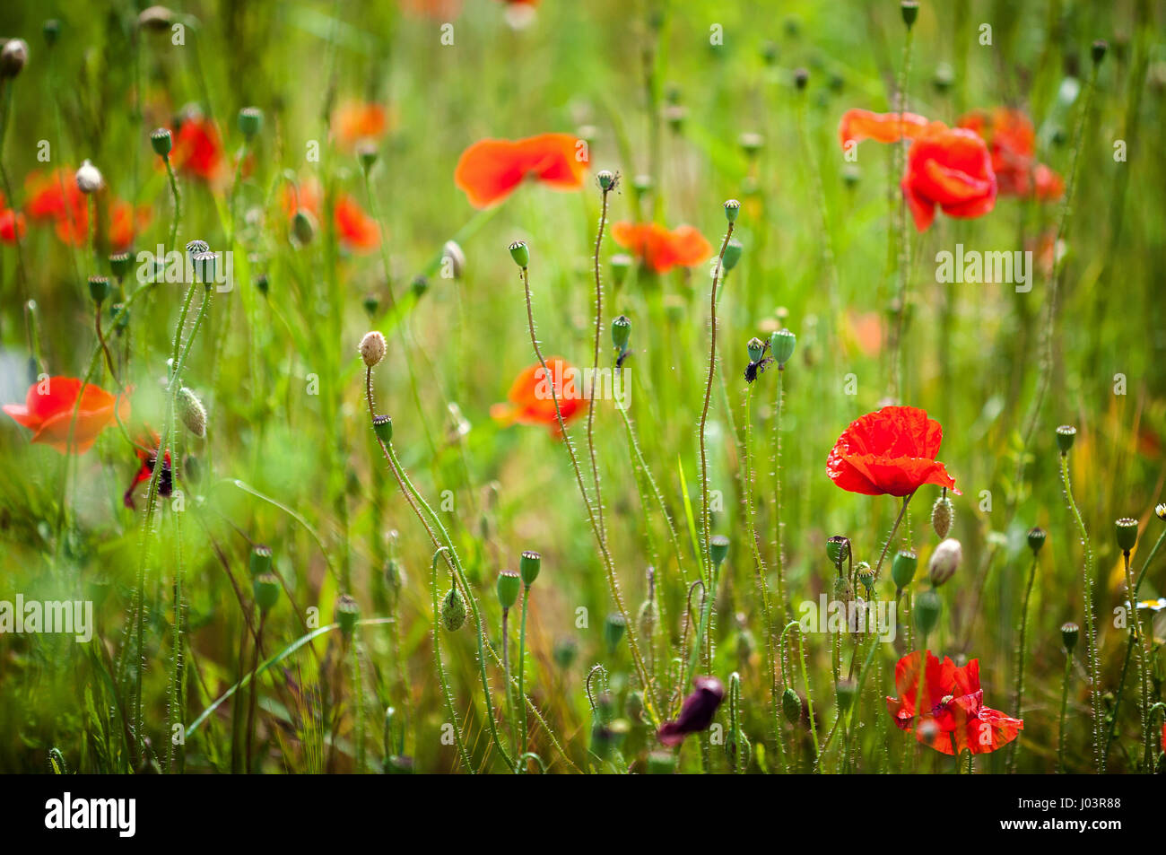 Field of Corn Poppy Flowers Papaver rhoeas in Spring Stock Photo - Alamy