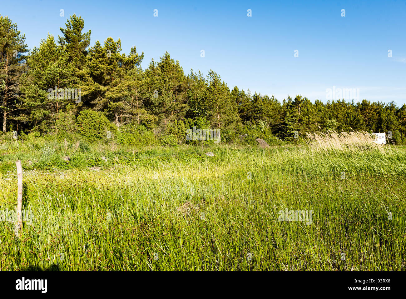 sunny meadow with flowers and green grass in summer at countryside ...