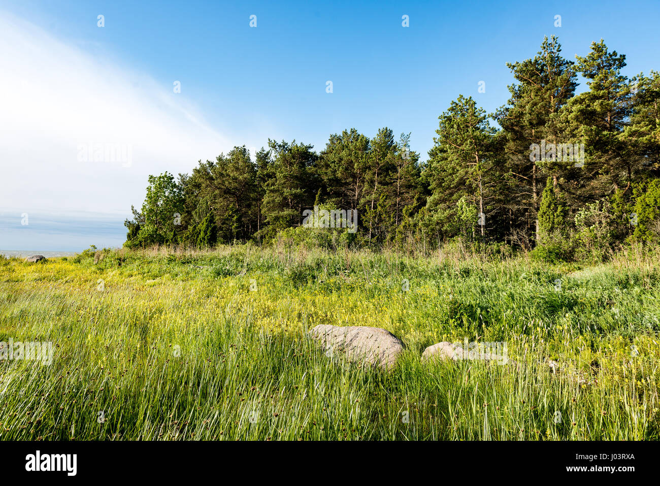 sunny meadow with flowers and green grass in summer at countryside ...