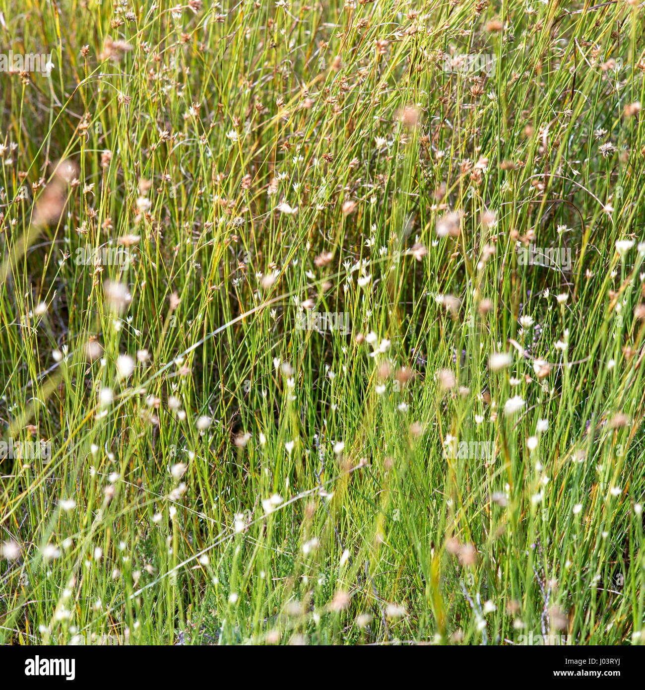 closeup of beautiful green grass with blur background Stock Photo - Alamy