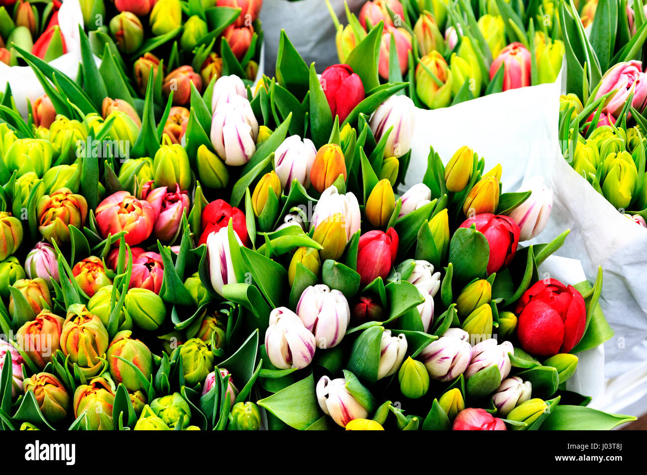 Bunches of tulips (Tulipa) Stock Photo