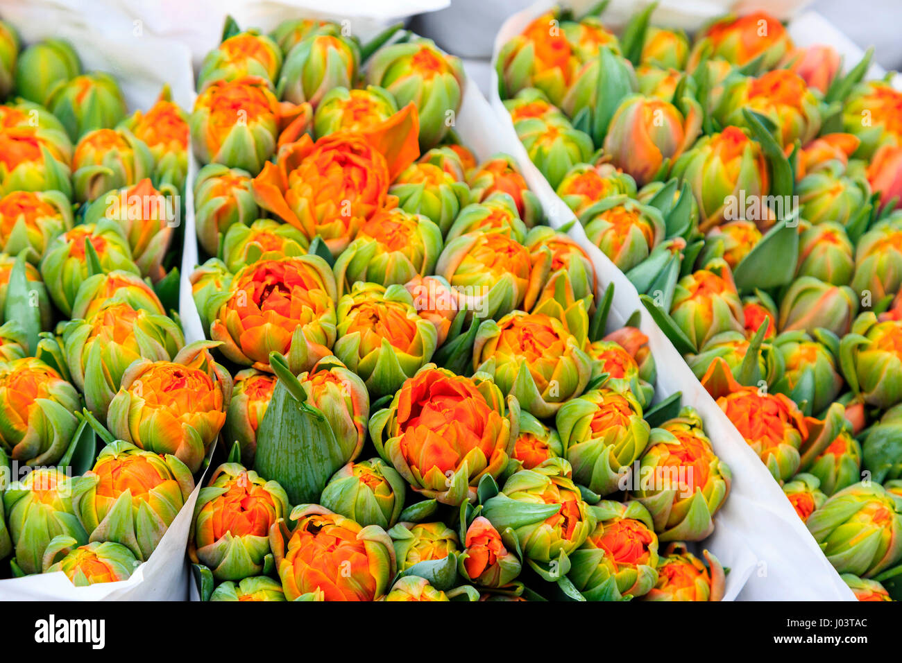 Bunches of tulips (Tulipa) Stock Photo
