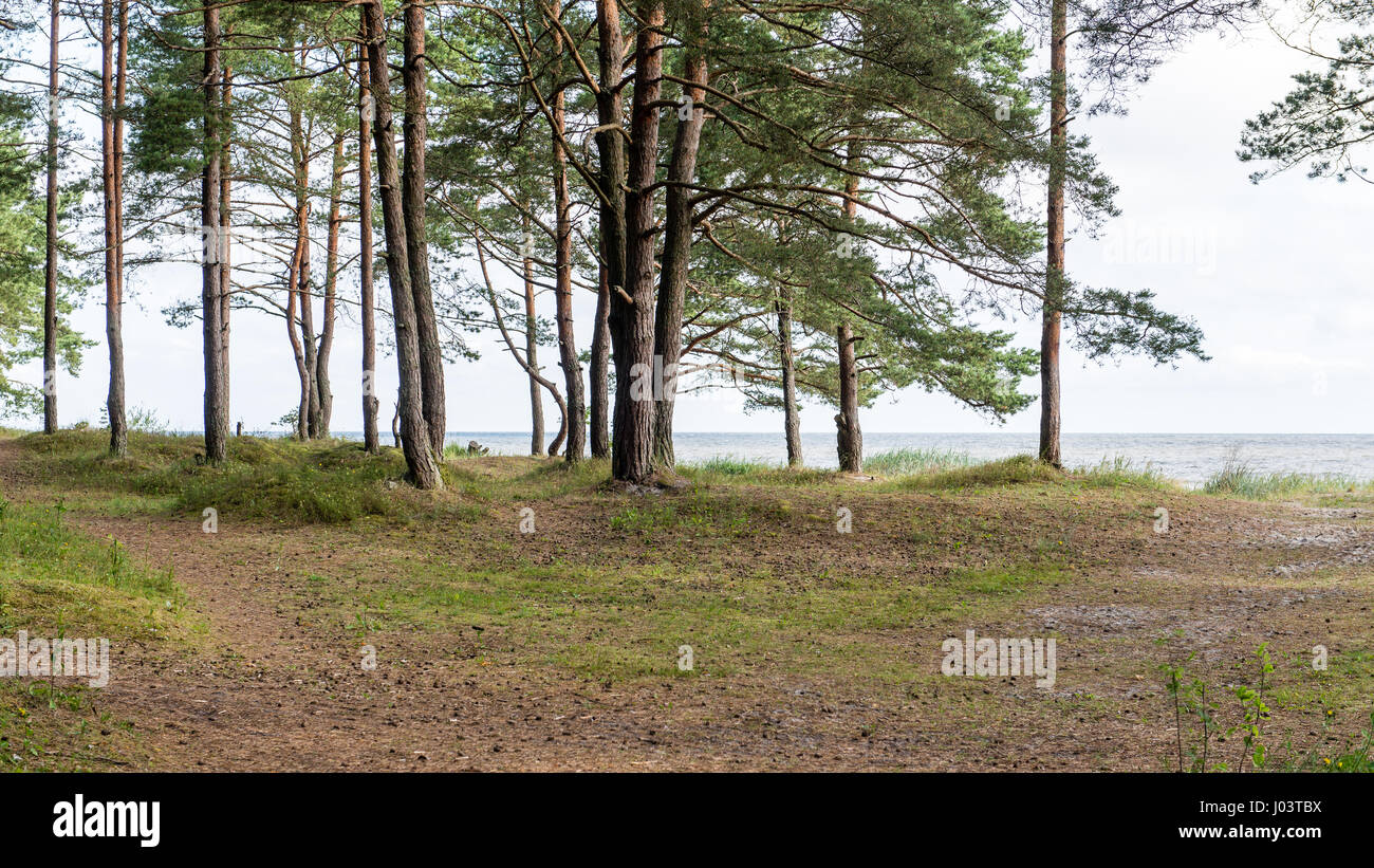 trees in beautiful forest in autumn in colorful morning Stock Photo - Alamy