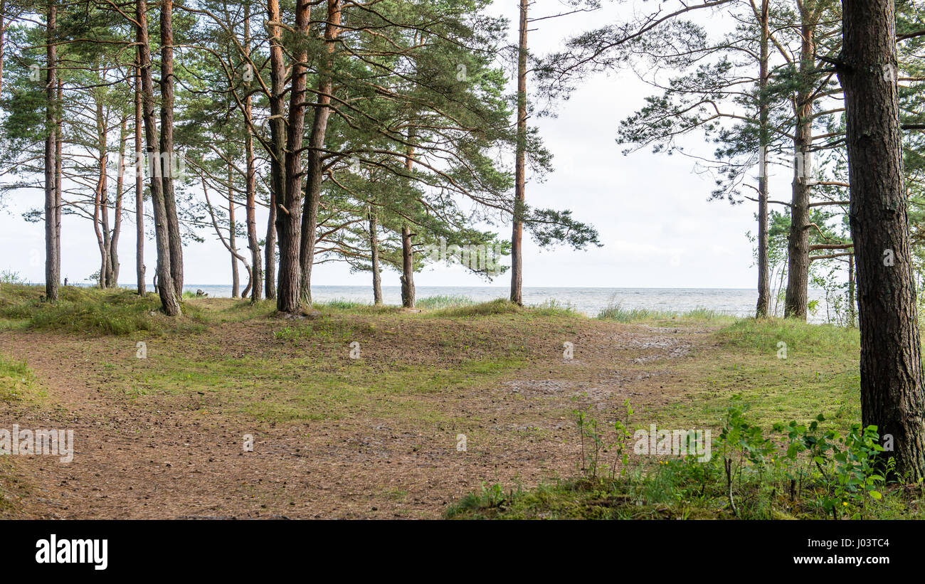 trees in beautiful forest in autumn in colorful morning Stock Photo - Alamy