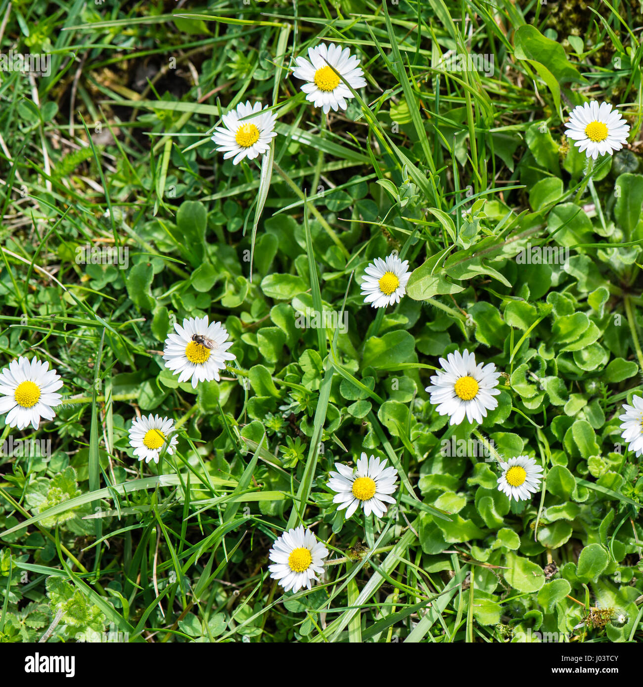 spring flowers on green background with plants and braches Stock Photo ...