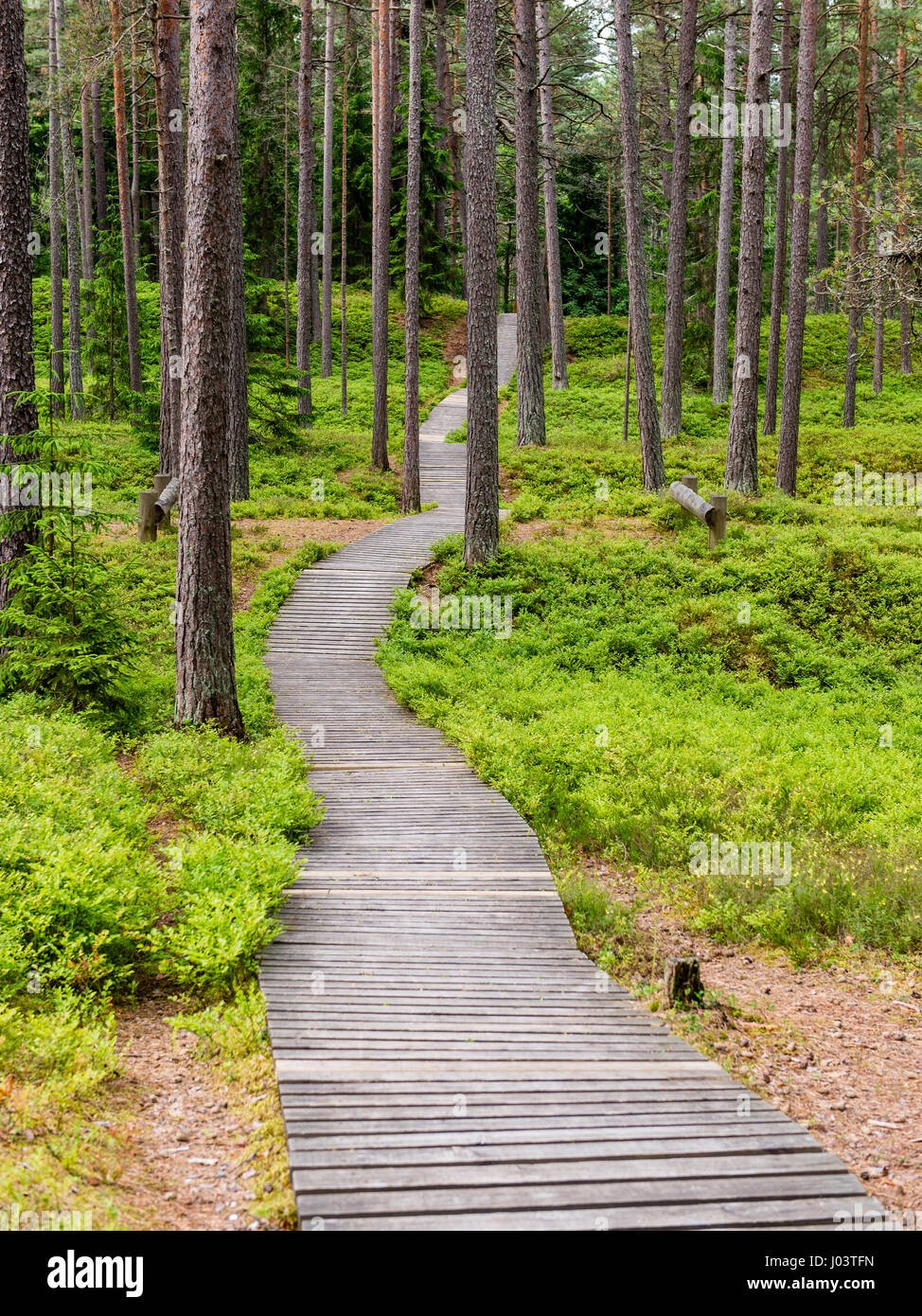trees in beautiful forest in autumn in colorful morning Stock Photo - Alamy