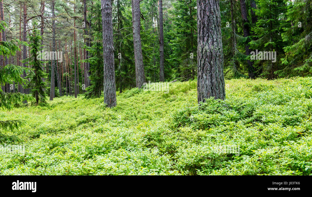 trees in beautiful forest in autumn in colorful morning Stock Photo - Alamy