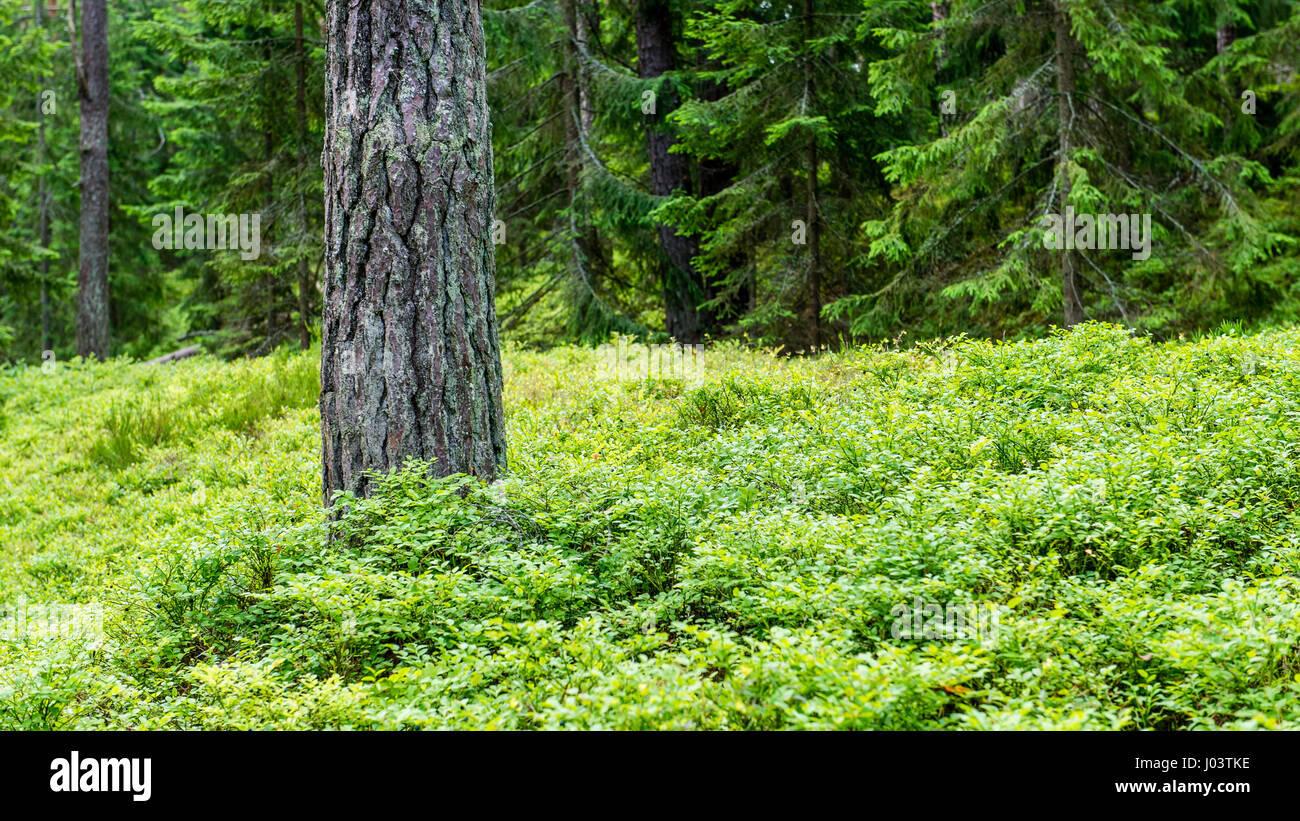 trees in beautiful forest in autumn in colorful morning Stock Photo - Alamy