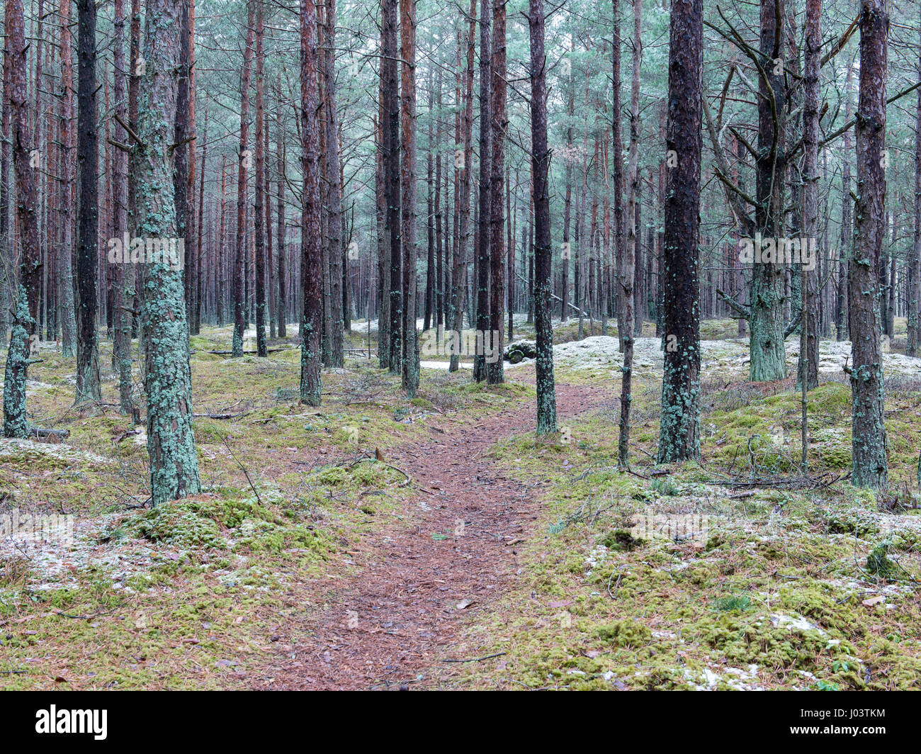 trail in the pine tree forest in winter with frost and snow Stock Photo ...