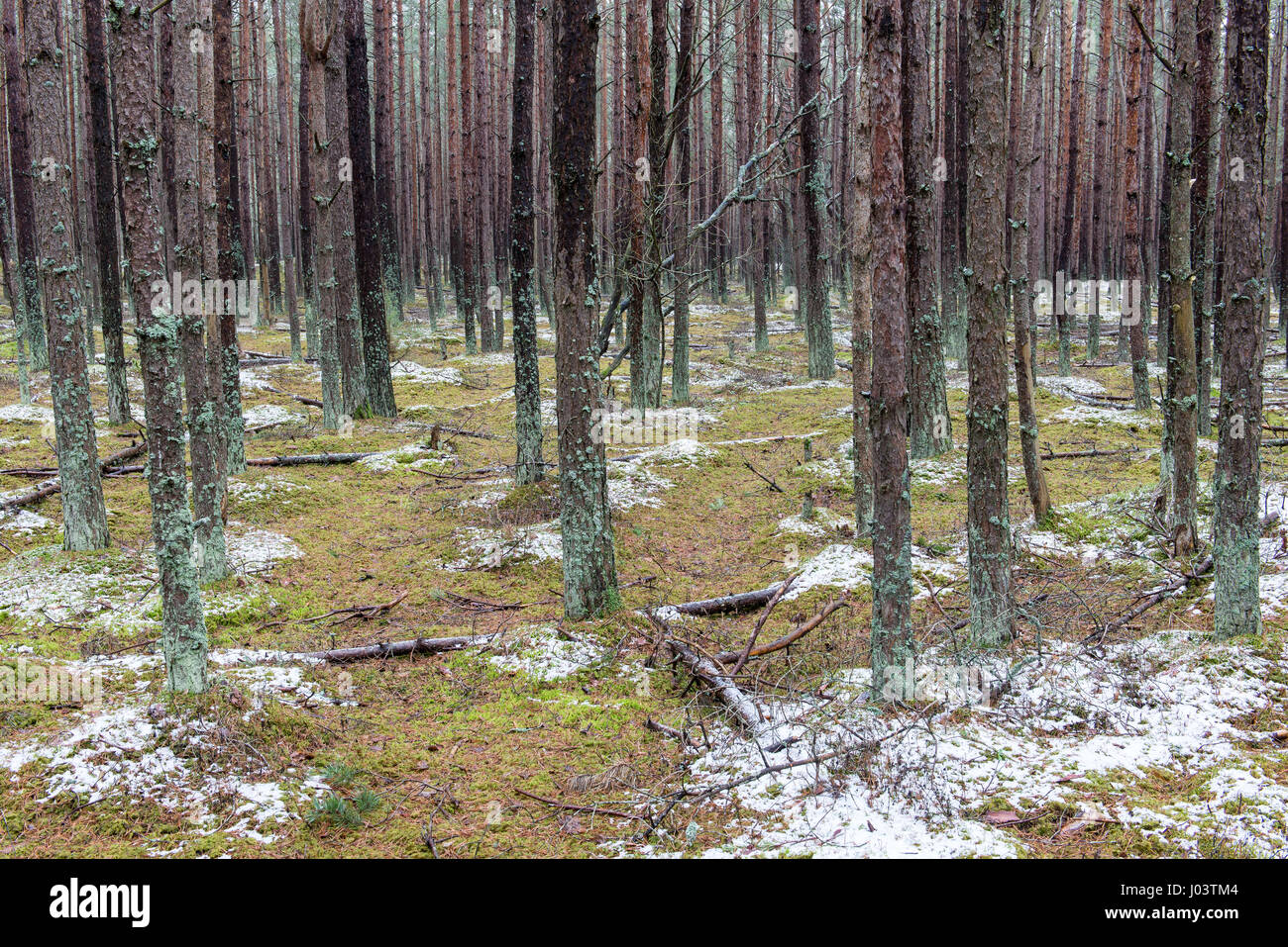 trail in the pine tree forest in winter with frost and snow Stock Photo ...