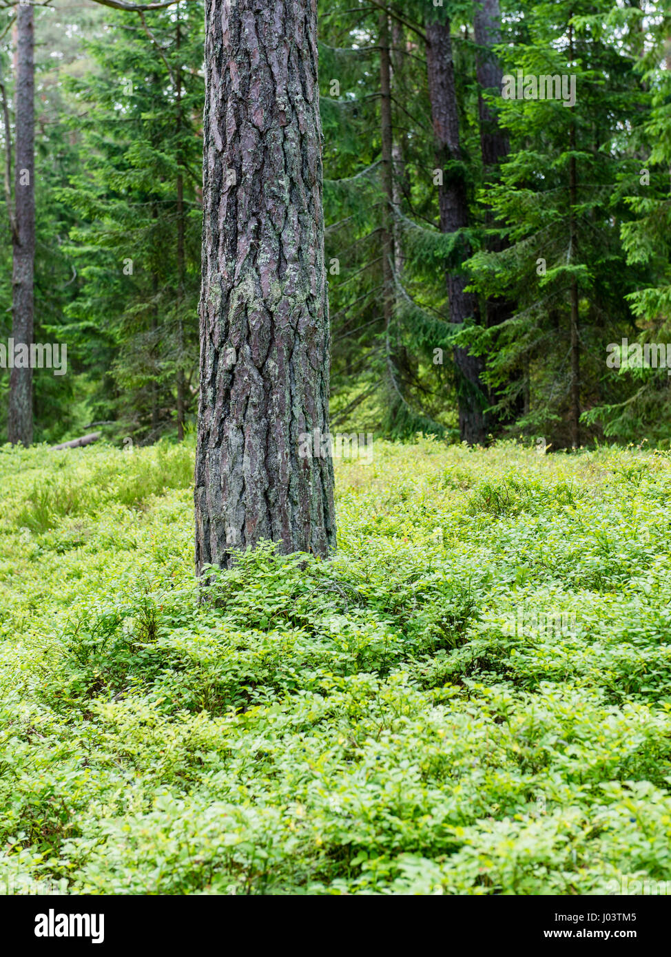 trees in beautiful forest in autumn in colorful morning Stock Photo - Alamy