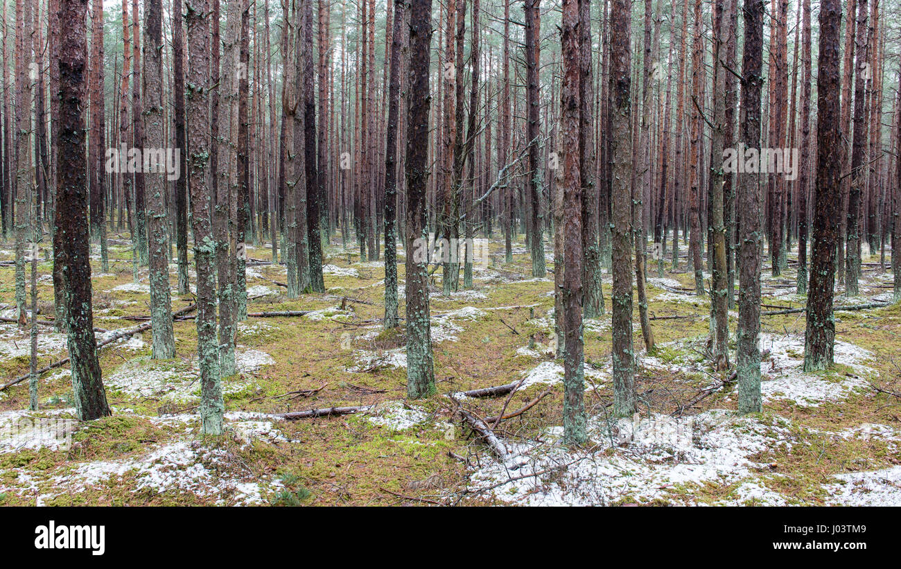 trail in the pine tree forest in winter with frost and snow Stock Photo ...