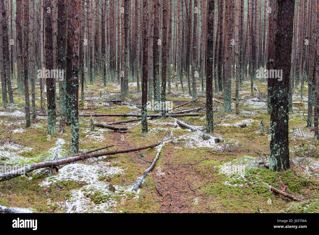 trail in the pine tree forest in winter with frost and snow Stock Photo ...