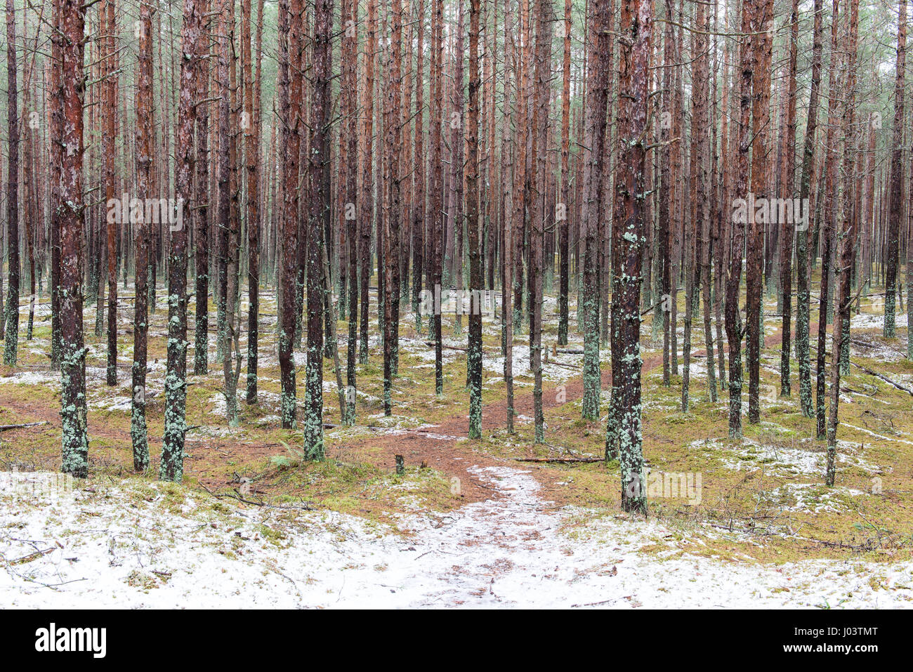 trail in the pine tree forest in winter with frost and snow Stock Photo ...