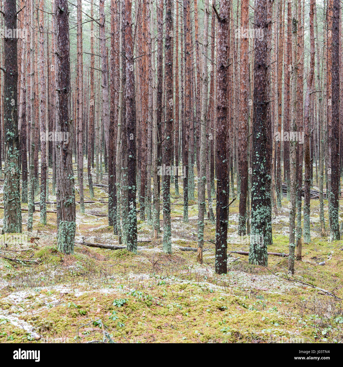 trail in the pine tree forest in winter with frost and snow Stock Photo ...