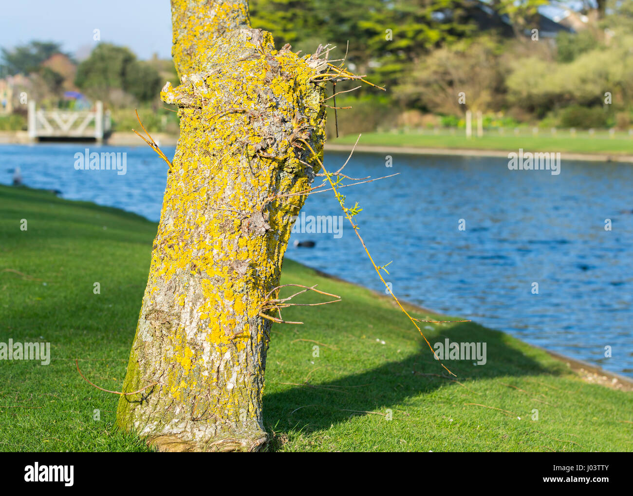 Single tree trunk covered with lichen by water in a park. Stock Photo