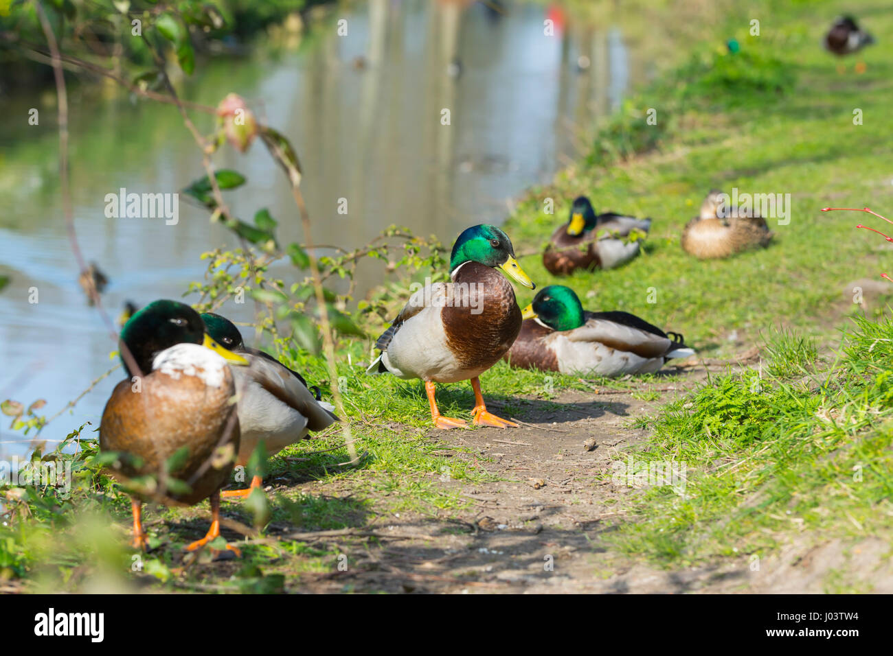 Several Mallard ducks (Anas platyrhynchos) sitting by a small stream in Spring in Arundel, West Sussex, England, UK. Stock Photo