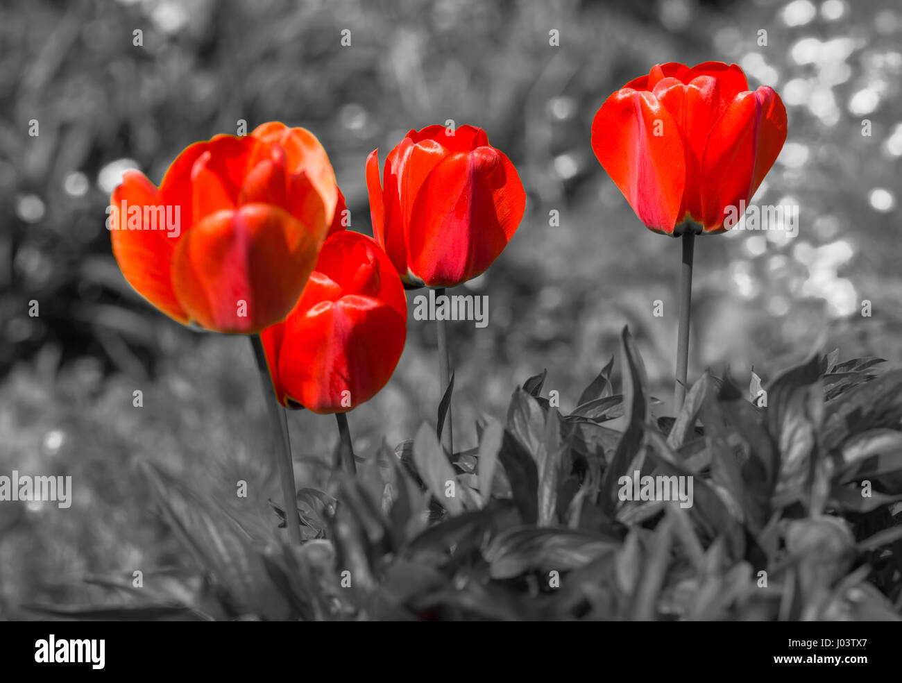 Red tulips (Tulipa) standing out against a monochrome background, taken in Spring in West Sussex, England, UK. Selective colour. Selective color. Stock Photo