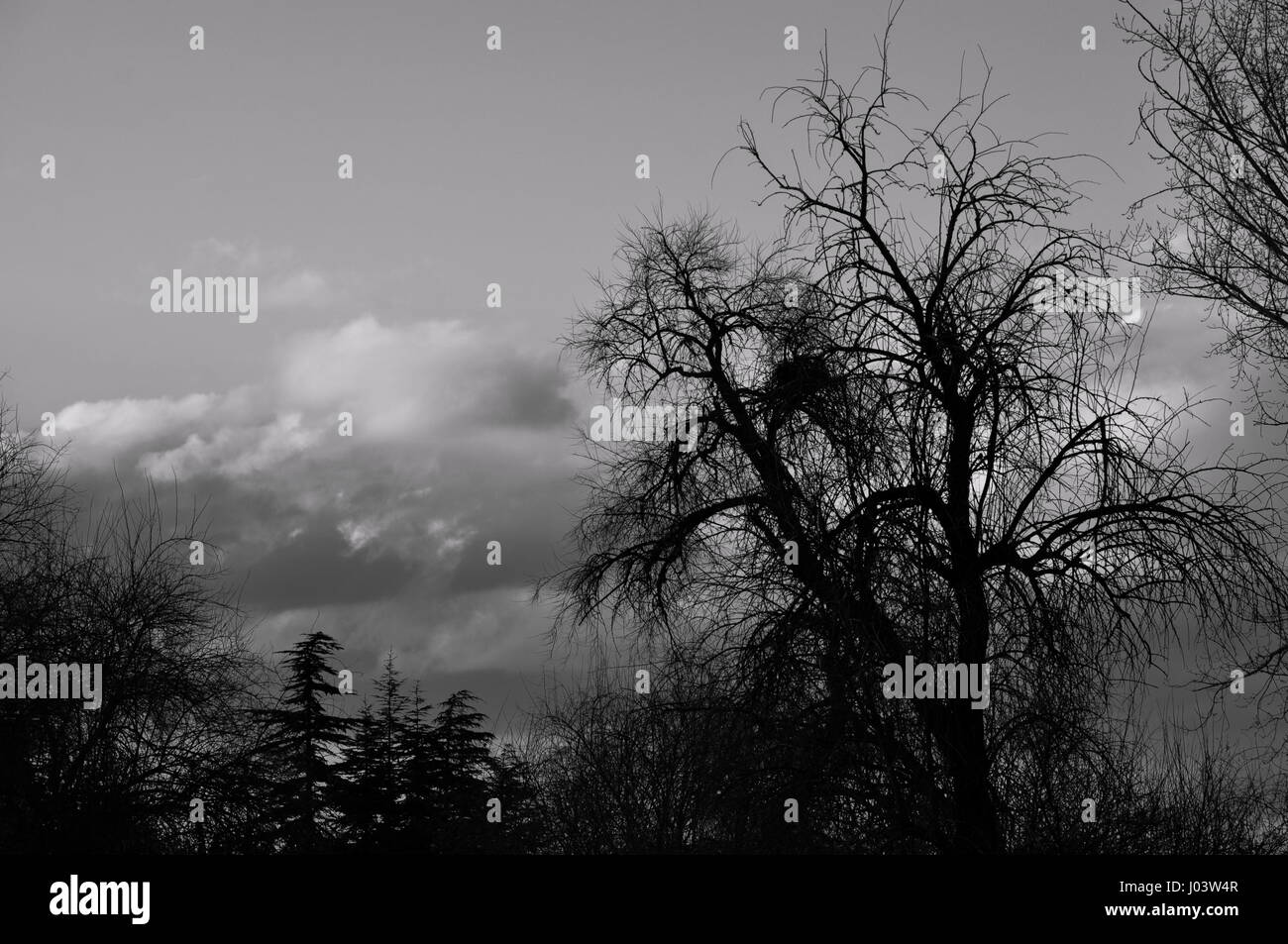 LOVELY SPRINGTIME main image 1