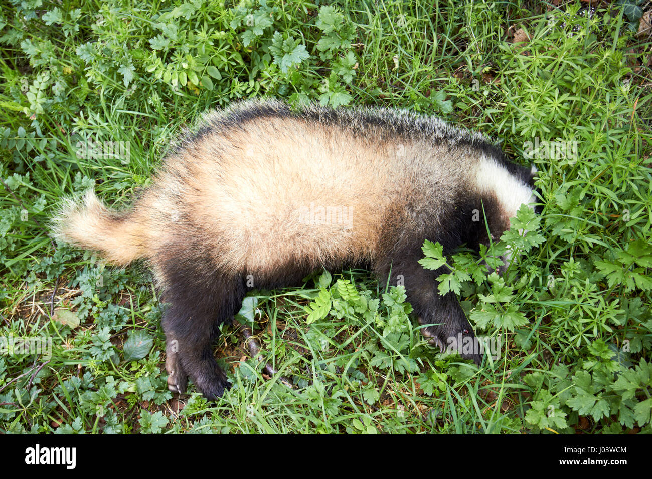 dead badger lying by the roadside in grass Newtownabbey UK Stock Photo
