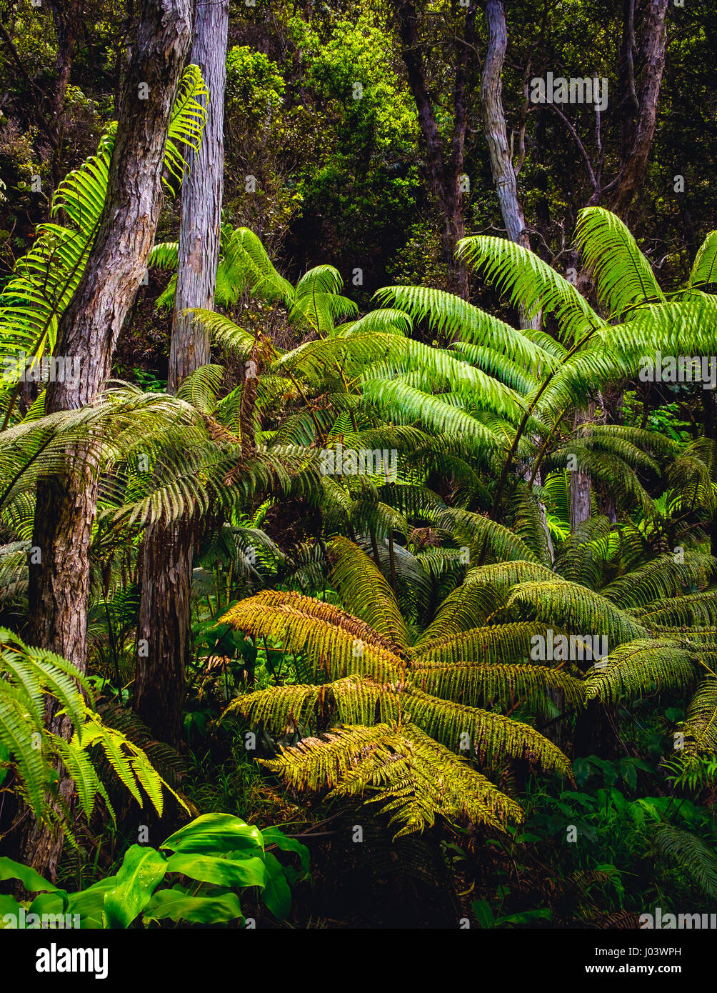 Landscape view of lush green tropical rainforest on Hawaii island, USA Stock Photo
